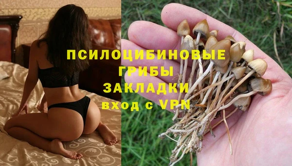 ПСИЛОЦИБИНОВЫЕ ГРИБЫ Белокуриха